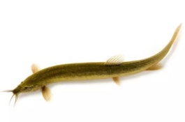 什么饲料一般用于养殖泥鳅，植物性饲料