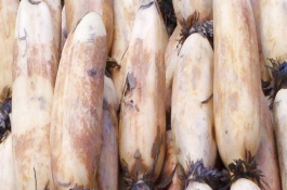 莲藕品种及产地分布，杭州白花藕