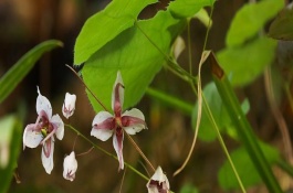 淫羊藿的别名叫什么，别名叫什么