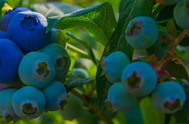 哪里有蓝莓苗，蓝莓苗哪里有