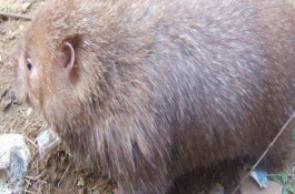 现在养殖竹鼠有销路吗，养殖竹鼠能赚钱吗