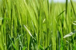 芸苔素能拌麦种吗，麦种是怎么培育的