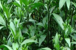板蓝根种植时间，板蓝根种植方法