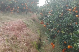 圆虹脐橙的产地在哪里，纽荷尔脐橙