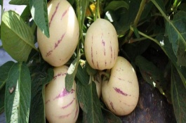 人参果好吃吗，人参果好吃吗