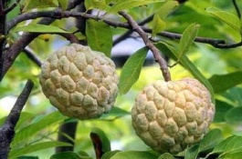 山东诸城有哪些特产