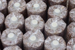 鸡腿菇的市场价格何,鸡腿菇的市场价格