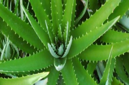 室内吸尘的植物有哪些,室内吸尘植物有芦荟