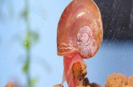 一只苹果螺能不能繁殖,苹果螺繁殖太快怎么办