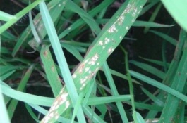 湖南水稻十大高产水稻品种，Y两优957