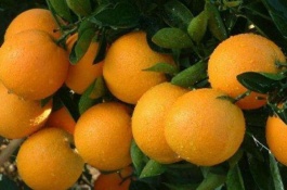 介绍冰糖橙的产地和品种，锦红冰糖橙