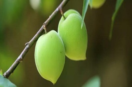 预测青梅价格，分析青梅种植前景，青梅种植前景分析