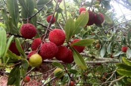 杨梅一斤多少钱，杨梅种植前景分析