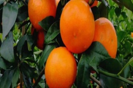 沃柑一斤多少钱,沃柑种植前景分析