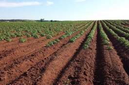 肥料的种类和作用，肥料可以分为有机肥和无机肥