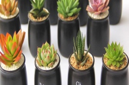 常年开花的植物盆栽有哪些