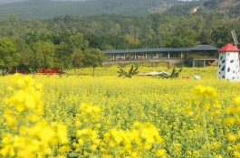 腐乳是哪里的特产，云南牟定腐乳