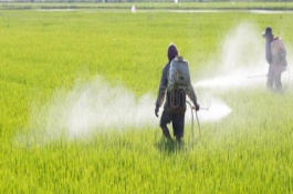 辛硫磷杀地下害虫怎么用，一亩地用多少辛硫磷