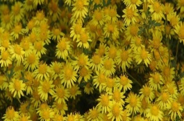 纽扣菊花怎么养，纽扣菊的花语