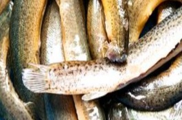 养一亩泥鳅能挣多少钱，养一亩泥鳅能挣多少