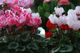 仙客来老球需要重新种植吗，施肥补充养分