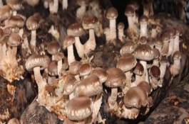 食用菌种类有哪些，食用菌菌种哪里购买