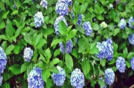 盘点最具种植前景的荷花苗品种