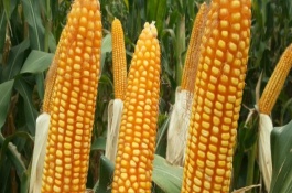 农大372玉米种的特征特性，农大372玉米种简介