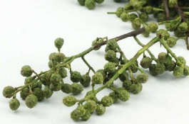 介绍青椒的产地和品种,金阳青花椒