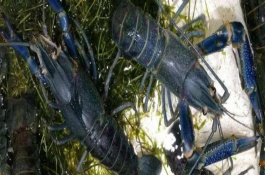澳洲淡水小龙虾养殖技术,澳洲淡水小龙是淡水虾还是海水虾