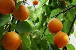 圣女果的价格是多少,圣女果种植赚钱吗