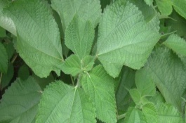 介绍湖南省沅江市五大特产