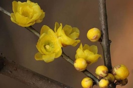 梅花的主要产地在哪里，梅花有哪些优质品种