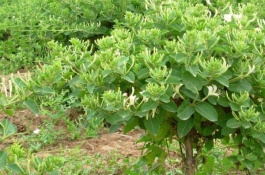 南方种什么药最赚钱，南方种植什么药材最赚钱