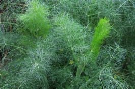 防治茴香菌核病的方法