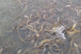 一亩大棚养泥鳅要多少钱,饲料以及药品成本