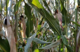 晟科玉328玉米品种介绍