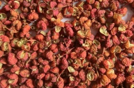 一株花椒苗的价格是多少，花椒苗价格多少钱一棵