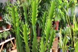 龙骨花叶子发黄怎么回事，龙骨花种植如何防止虫害