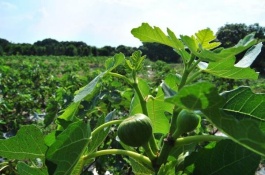 哪个品种的无花果耐寒好吃