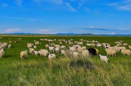 雪椒贵吗，雪椒价格贵不贵