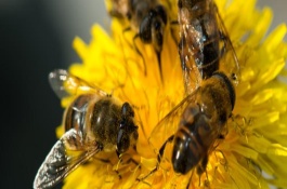 蜜蜂立秋前后几天秋繁