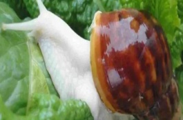 白玉蜗牛有寄生虫吗，白玉蜗牛生活习性