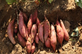 哪种红薯淀粉含量高