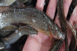 有哪些特殊养殖项目