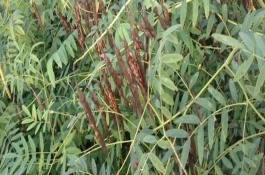 常见的中草药有哪些,决明子可以降低血脂血压