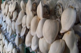 一斤白灵菇多少钱