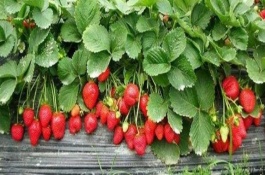 种草莓用什么肥料好，草莓应该用什么肥料