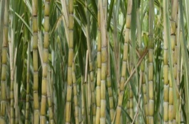 蔬菜苗在哪里卖，蔬菜种苗哪里有卖