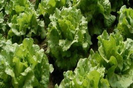 7、8月份适合种植什么菜，7-8月份适合种植的蔬菜有